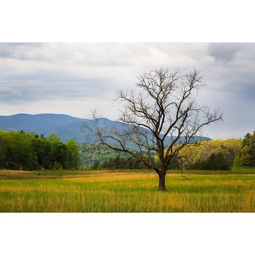 Tennessee Lone tree in field at Cades Cove